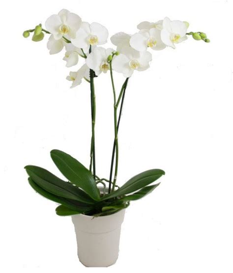いろいろ White Dendrobium Orchid Plant 356000 How To Identify Dendrobium Orchid