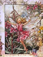 Cicely Mary Barker (1895–1973) - the rose-bay willow-herb fairy ...
