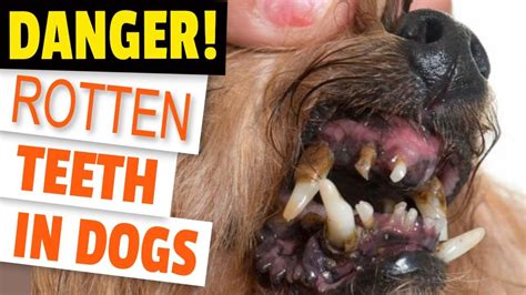 What To Do About Dogs Rotten Teeth