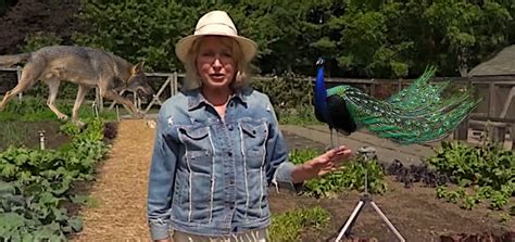 Martha Stewart Peacocks Killed Bedford