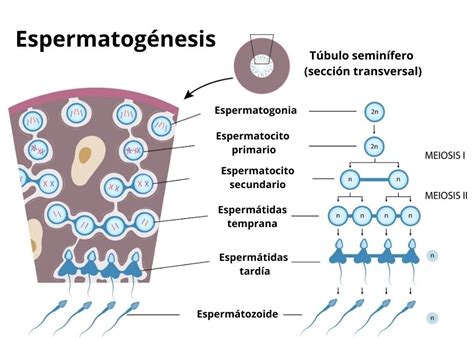 Esquema De La Espermatogénesis ¡fotos And Guía 2021