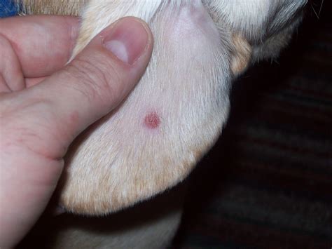 Bump On Dogs Ear Related Keywords And Suggestions Bump On Dogs Ear