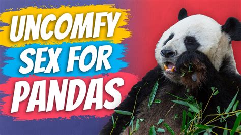 Pandas Need To Be Uncomfortable To Have Sex Youtube