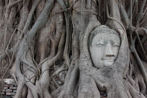 Gambar Pohon Bagasi Monumen Patung Thailand Akar Seni Candi