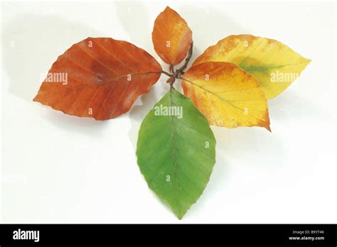 Common Beech European Beech Fagus Sylvatica Leaves Of Different