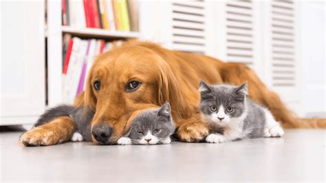 Are Multiple Pet Homes A Good Thing Cat Parents Cat Sitter Toronto Inc