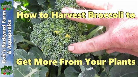 How To Harvest Broccoli To Get More From Your Plants Youtube