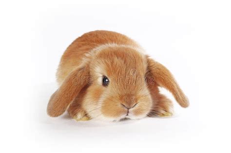 Cute Bunny Baby Rabbit Lop Kit New Born Bunnies Stock Photo Image