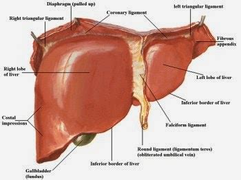 The right lobe of the liver is further differentiated into right lobe proper, a quadrate lobe and a caudate lobe on the posterior surface. BONE AND MUSCLE ANATOMY ---MNEMONICS: LIVER ANATOMY ...