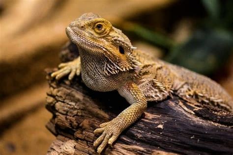 How Much Do Bearded Dragons Cost At Petsmart In 2024 Complete Guide