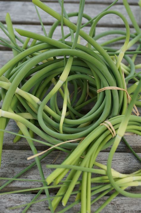 Whats The Difference Green Garlic And Garlic Scapes Kitchn
