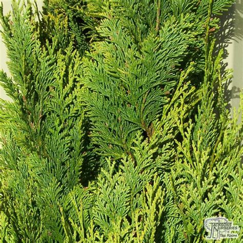 Buy Chamaecyparis Lawsoniana Alumigold False Cypress In The Uk