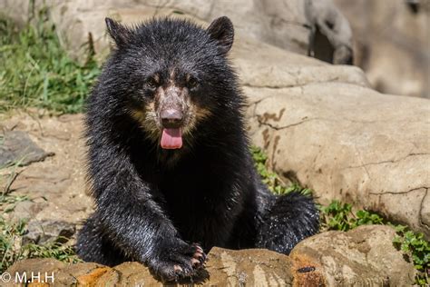 Andean Spectacled Bear Cub Mohamad Flickr