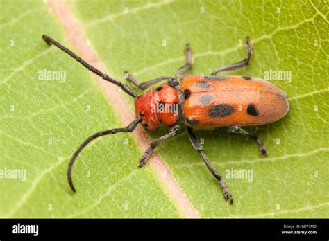 A Red Milkweed Beetle Tetraopes Tetrophthalmus Perches On A Common