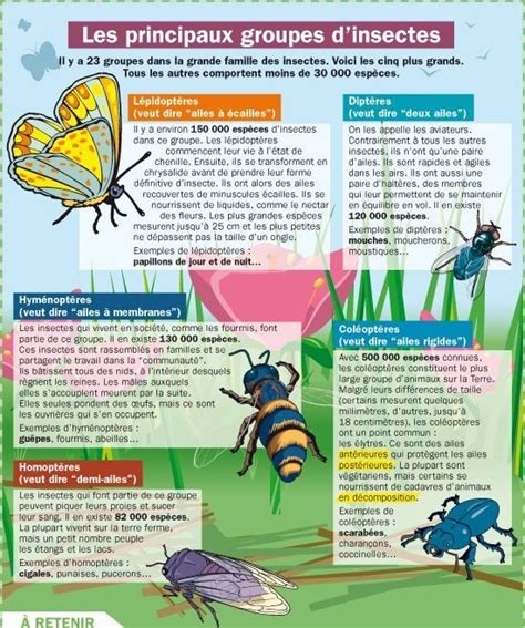 Les Principaux Groupes Dinsects Insectes Science De La Nature Fiches