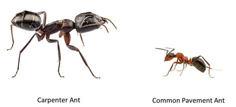 Carpenter ants are about 5/8″ long, make burrows in damp wood, but can all county pest control uses many different control processes and techniques based on every all county's exterminators can help you with ant control in putnam county, westchester county, and dutchess county ny. Not All Ants Are Equal Pests--Carpenter Ants vs. Pavement ...