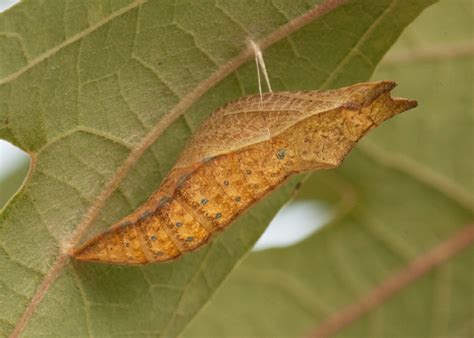 Hilltopping is popular among males in search of females. Spicebush Swallowtail Butterfly: Identification ...