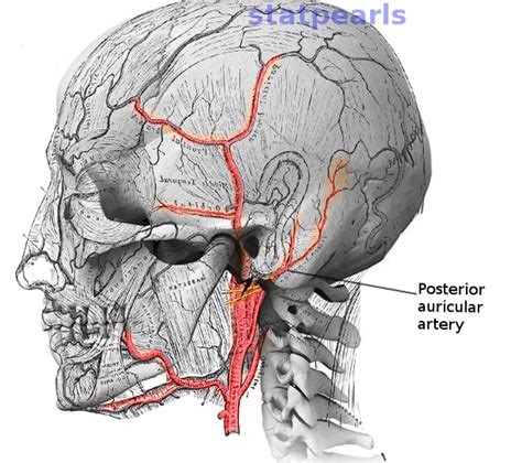 Anatomy Head And Neck Posterior Auricular Artery Article Statpearls