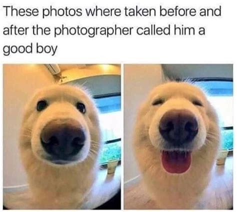 Doggo Meme Guy