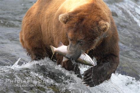 Brown Bear Eating Salmon Ursus Arctos Brooks River Katmai National