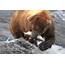 A Brown Bear Eats Salmon It Has Caught In The Brooks River Ursus 