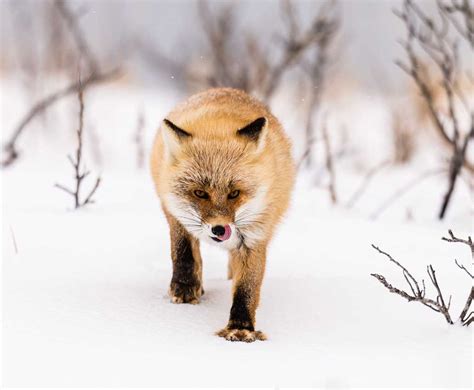 Ezo Red Fox Vulpes Vulpes Schrencki Notsuke Peninsula Hokkaido Japan
