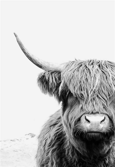Highland Cow Printables