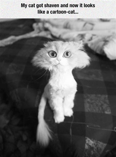 So, you've decided to shave our cat. Daily Dose of Fun (20 pics)