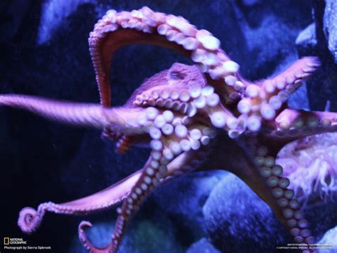 Octopus Sealife Underwater Ocean Sea Wallpapers Hd