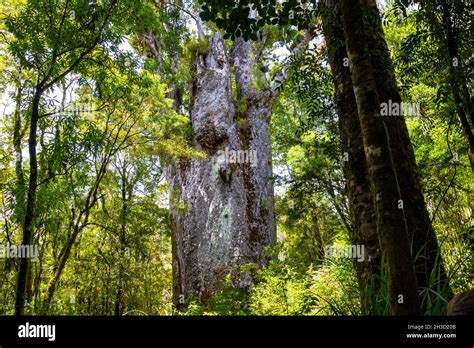 Forest Giants Waipoua Kauri Forest Nature Parks Of New Zealand Stock