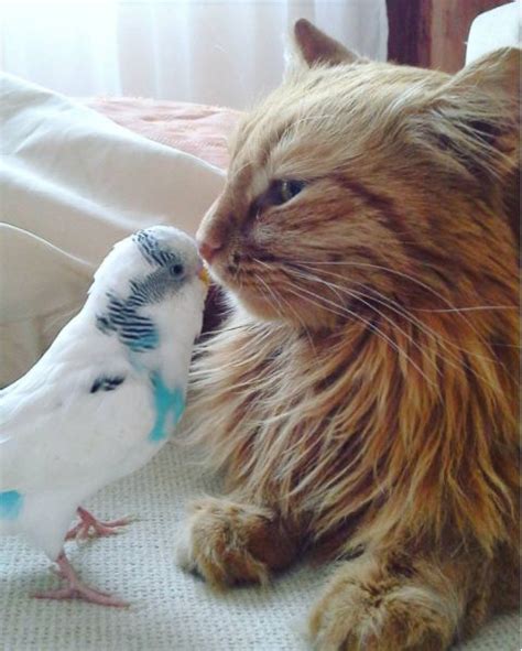 Odd Animal Couples 10 Cats Who Made Friends With Other
