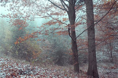 Mysterious Winter Woods 4 Photograph By Jenny Rainbow Fine Art America