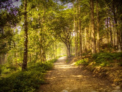 Path Through Forest Stock By Needanewname On Deviantart