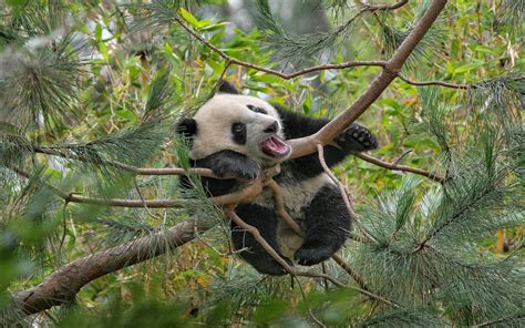 Download Wallpapers Funny Panda Tree Zoo Cute Animals Small Panda