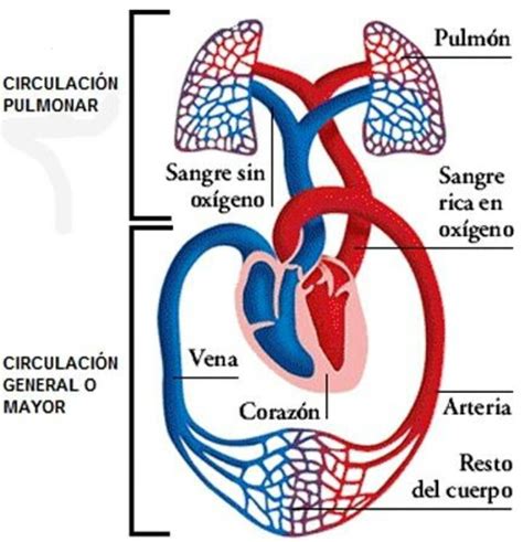 Componentes De La Circulación Pulmonar — Steemit