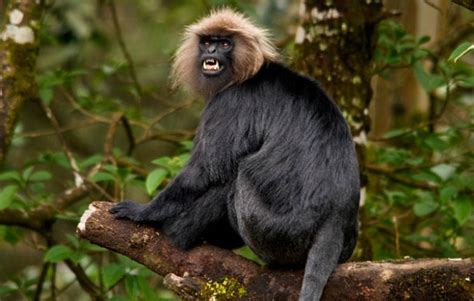 10 Places To See Lion Tailed Macaque In Western Ghats