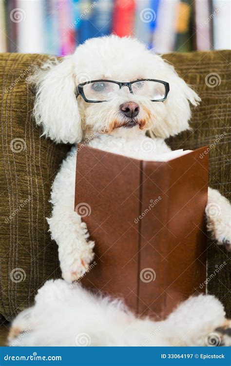 Dog Reading Book Stock Image Image Of Book Confusion 33064197