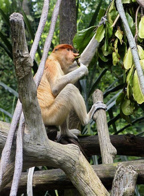 Proboscis Monkey Stock Image Image Of Mammal Primate 110190365