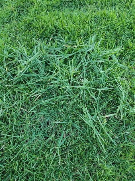 How To Identify Zoysia Grass Guide To Common Grass Types In