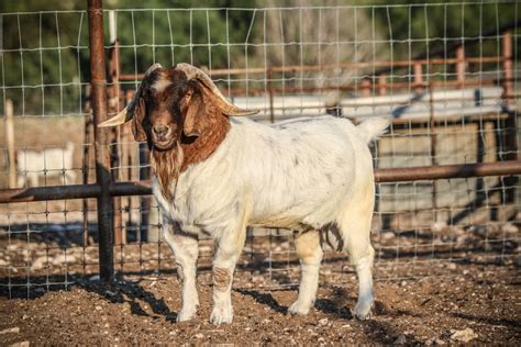 Boer Goat Buck Head