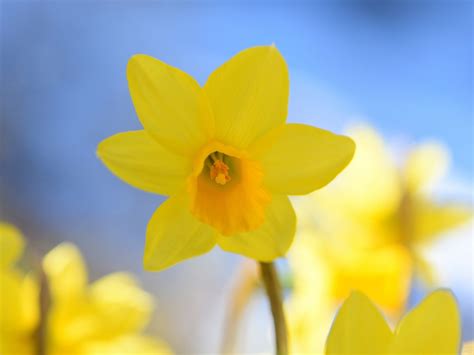 Yellow Daffodils In Sunshine Spring Flowers Hd Wallpaper Preview