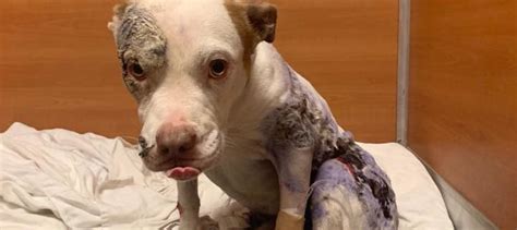 Severely Injured Dog At Animal Control Finds Rescue To Help • Pet