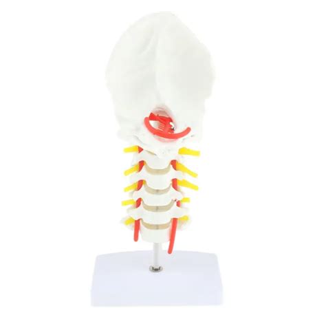 HUMAN SKELETON Cervical Vertebra Arteria Spine Anatomy Model PicClick UK