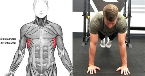 8 Simple Exercises To Strengthen Your Serratus Anterior Hood Mwr
