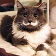 Los 15 gatos más famosos de Internet