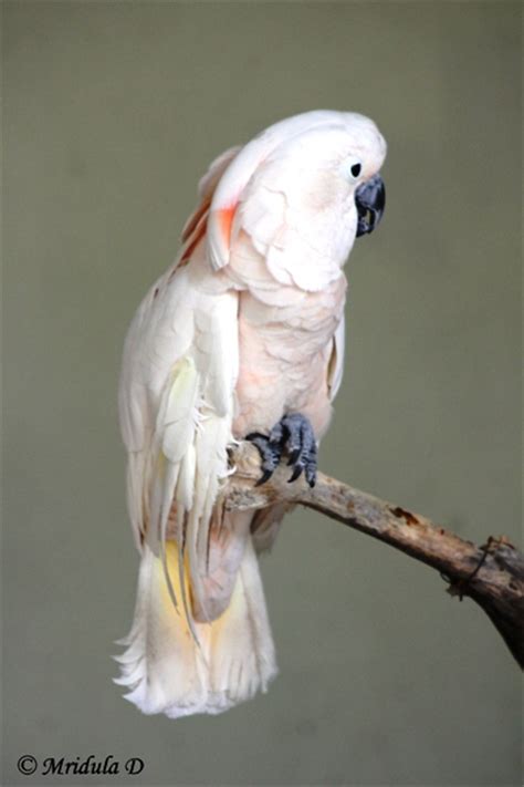 A Parrotful Post Kl Bird Park Malaysia Travel Tales From India And