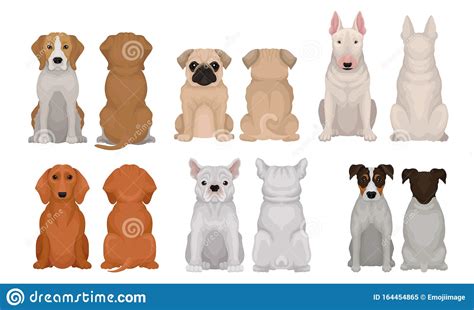 Set Of Realistic Images Of Thoroughbred Dogs Vector Illustration