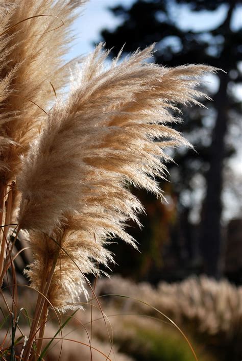 Hd Wallpaper Pampas Grass Brown Fall Plant Selective Focus Nature