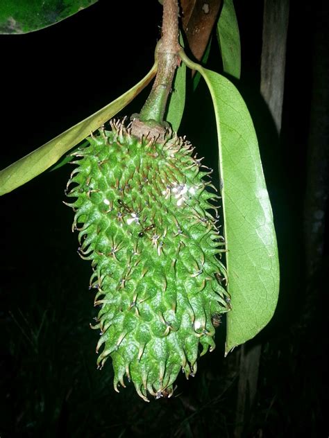 Secara komersil pula, pokok durian belanda ditanam di kawasan dengan saliran yang baik. Warisan PESAGI: POKOK DURIAN BELANDA DI BELAKANG RUMAH