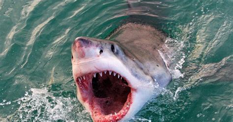 It doesn't matter where you are, our rugby streams are available worldwide. Tiger Shark Vs Bull Shark Vs Great White : Bull Shark Vs ...